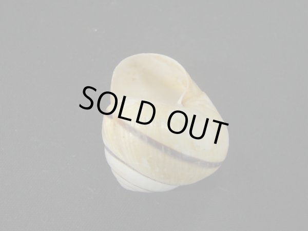 画像3: コモドメダママイマイ(Asperitas trochus komodoensis)老成 美品 (3)