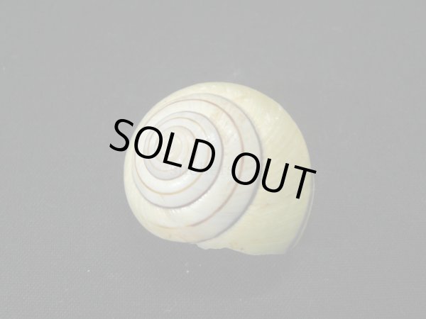 画像2: コモドメダママイマイ(Asperitas trochus komodoensis) (2)