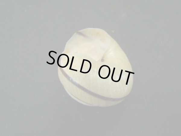 画像3: コモドメダママイマイ(Asperitas trochus komodoensis) (3)