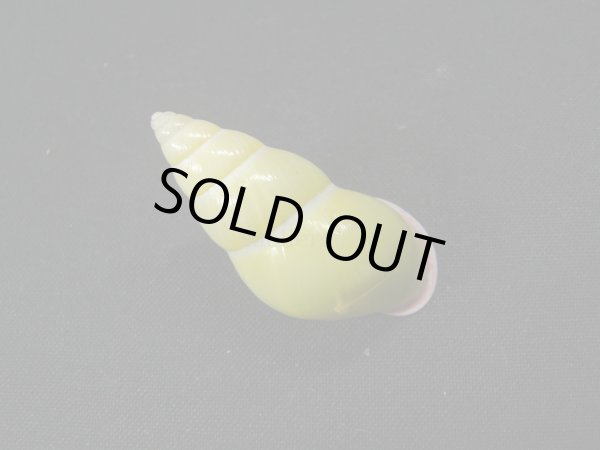 画像2: アリスマレイマイマイ 無紋型 (2)