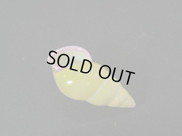 画像3: アリスマレイマイマイ 無紋型 (3)