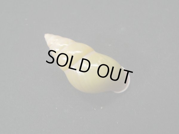 画像2: アリスマレイマイマイ 無紋型 ユニークカラー (2)