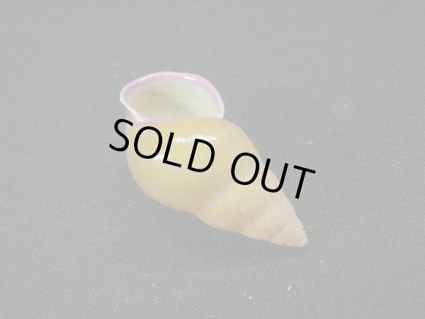 画像3: アリスマレイマイマイ 無紋型 ユニークカラー (3)