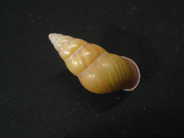 画像2: アリスマレイマイマイ ユニークカラー (2)