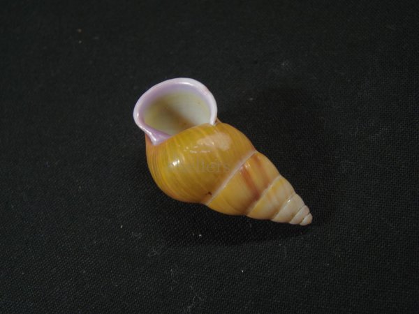 画像3: アリスマレイマイマイ ユニークカラー (3)