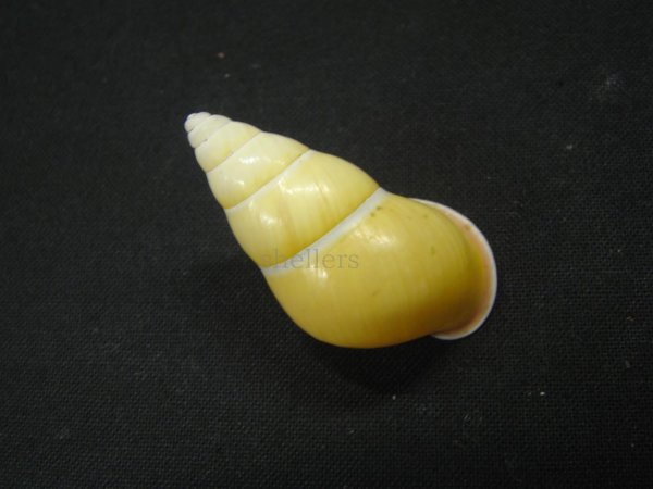 画像2: アリスマレイマイマイ ユニークカラー 老成 (2)