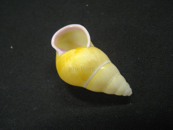 画像3: アリスマレイマイマイ ユニークカラー 老成 (3)