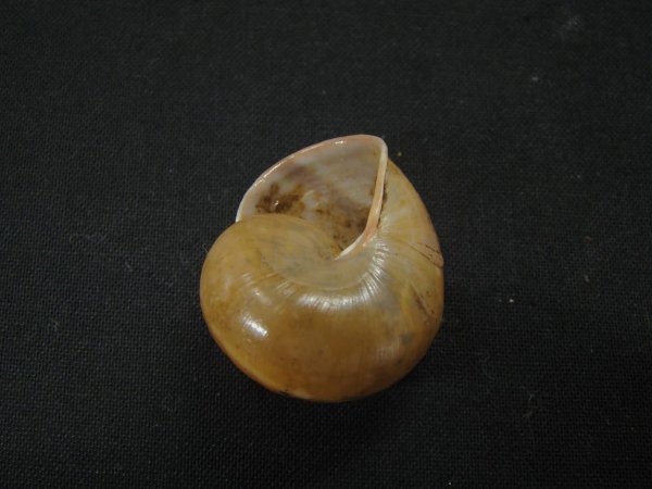 画像3: Albersia tenuis (3)