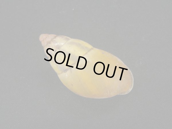 画像2: Amphidromus(Syndromus)latestrigatus (2)