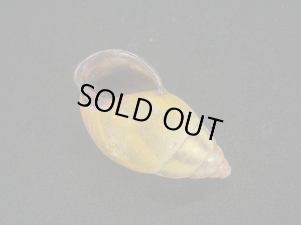 画像3: Amphidromus(Syndromus)latestrigatus (3)