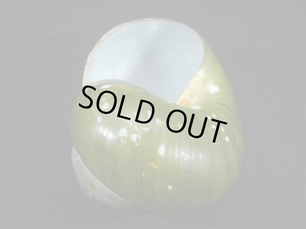 画像2: エレベットニジカケマイマイ 老成 大 (2)