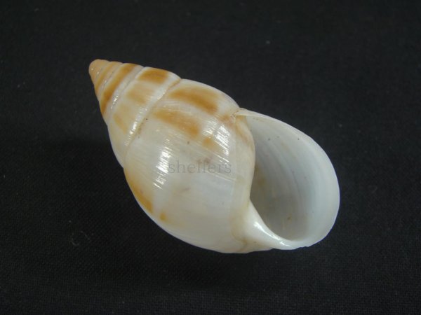 画像1: マルアフリカマイマイモドキ(Leucotaenius favanii) (1)