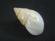 画像2: マルアフリカマイマイモドキ(Leucotaenius favanii) (2)