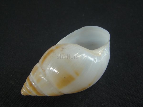 画像3: マルアフリカマイマイモドキ(Leucotaenius favanii) (3)