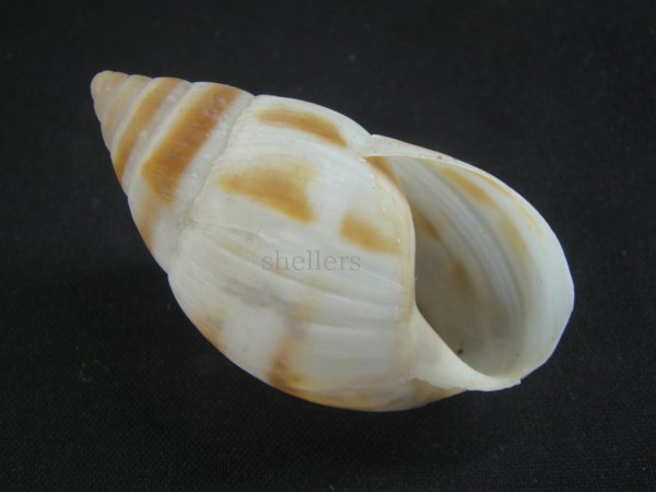 画像1: マルアフリカマイマイモドキ(Leucotaenius favanii) 大 (1)