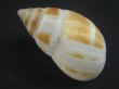 画像2: マルアフリカマイマイモドキ(Leucotaenius favanii) 大 (2)