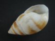 画像3: マルアフリカマイマイモドキ(Leucotaenius favanii) 大 (3)