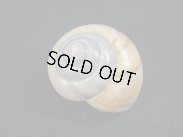 画像2: Asperitas bimaensis soembaensis (2)