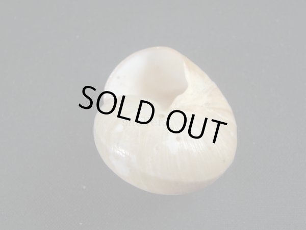 画像3: Asperitas bimaensis soembaensis (3)