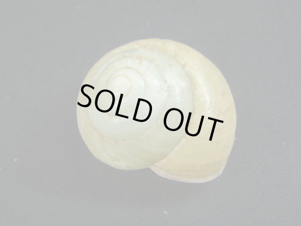 画像2: Asperitas bimaensis halata (2)