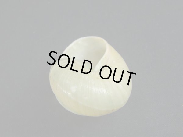 画像3: Asperitas bimaensis halata (3)