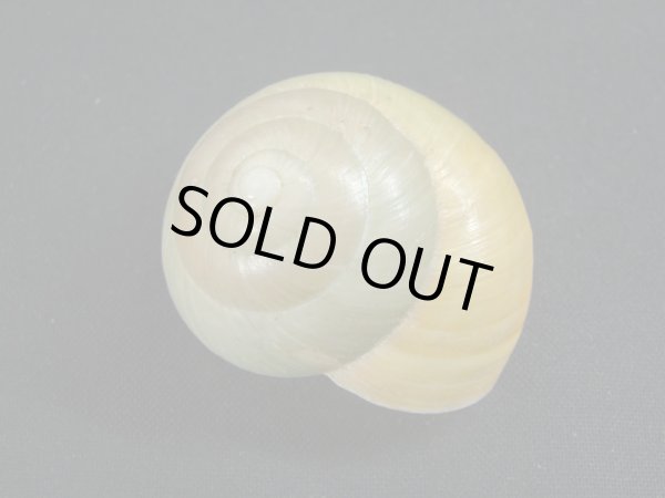 画像2: Asperitas bimaensis halata (2)