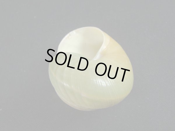 画像3: Asperitas bimaensis halata (3)