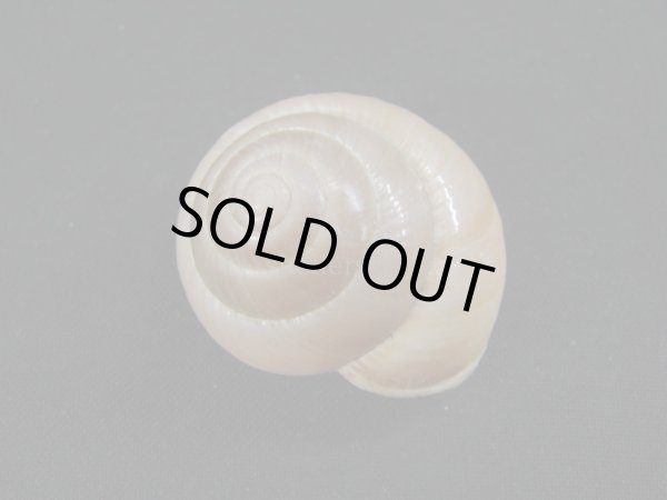 画像2: Asperitas bimaensis soembaensis (2)