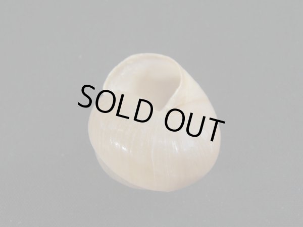 画像3: Asperitas bimaensis soembaensis (3)