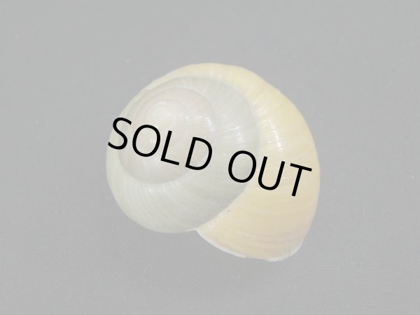 画像2: Asperitas bimaensis cochlostyloides (2)