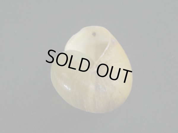 画像3: Asperitas bimaensis cochlostyloides (3)