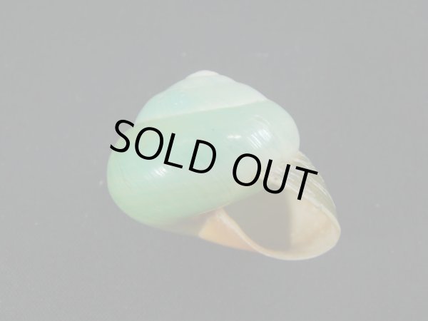 画像2: ミドリタチバナマイマイ グラデーション (2)