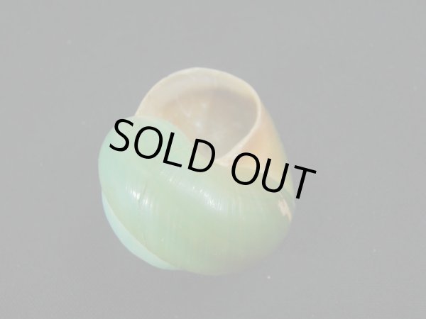 画像3: ミドリタチバナマイマイ グラデーション (3)