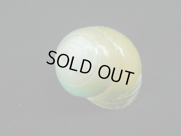 画像2: ミドリタチバナマイマイ　老成　高螺頭 (2)