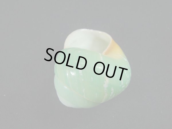 画像3: ミドリタチバナマイマイ　老成　高螺頭 (3)