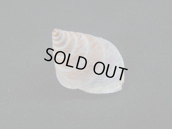 画像2: コシダカバテイパプア (2)