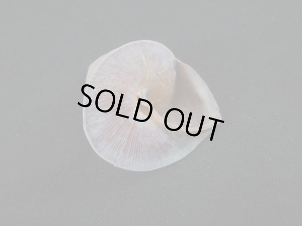 画像3: コシダカバテイパプア (3)