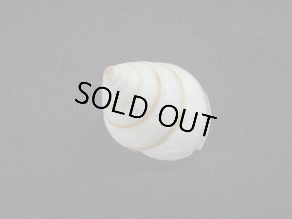 画像2: Sasakina plesseni (2)