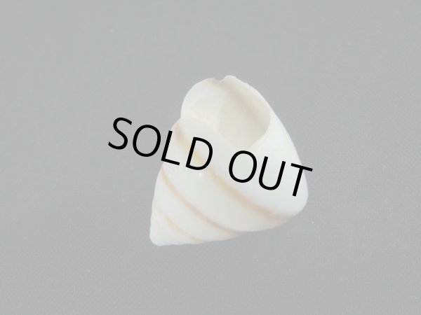 画像3: Sasakina plesseni (3)