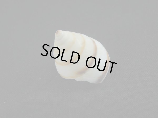 画像2: Sasakina plesseni (2)