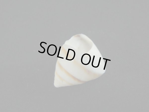 画像3: Sasakina plesseni (3)