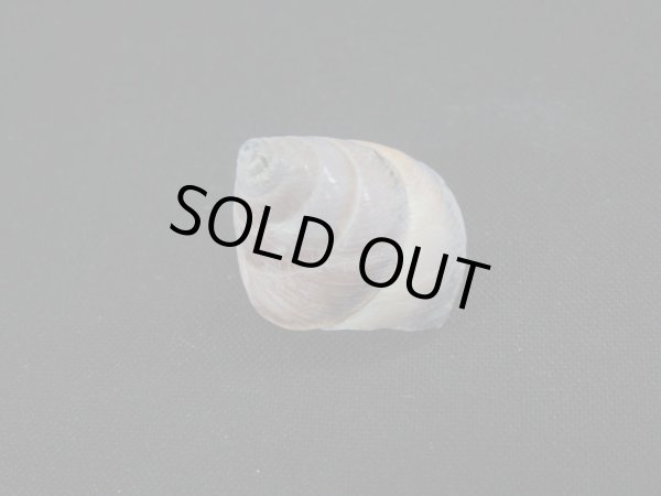 画像2: Sasakina plesseni (2)