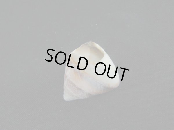 画像3: Sasakina plesseni (3)