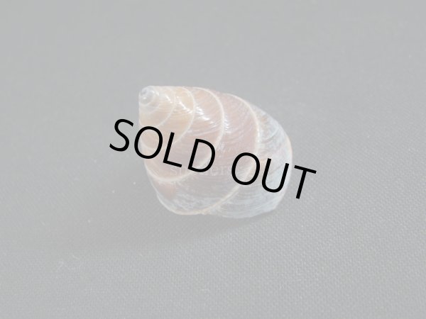 画像2: Sasakina plesseni 濃色 (2)