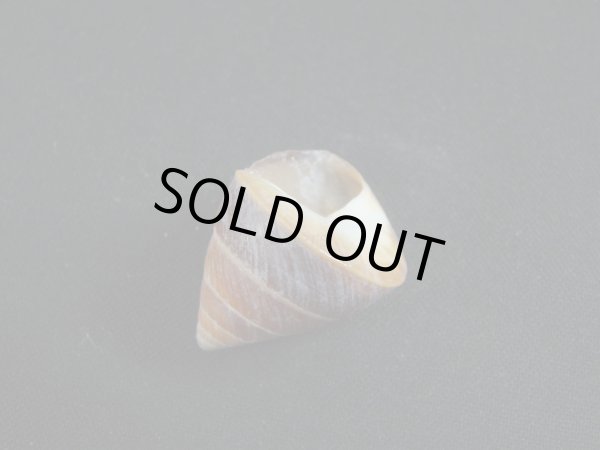 画像3: Sasakina plesseni 濃色 (3)