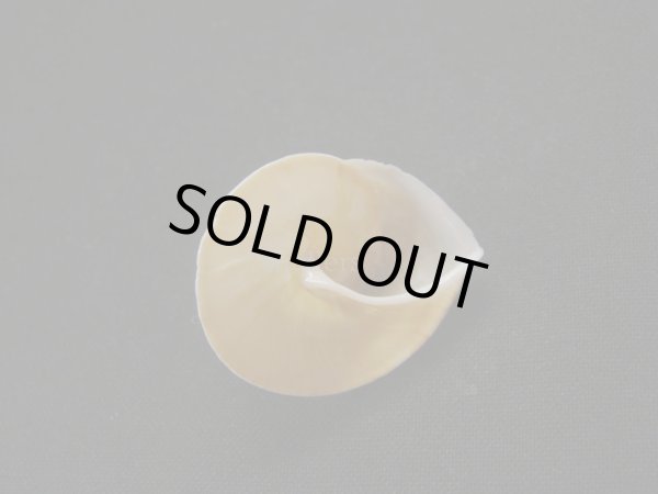 画像2: ウスバテイパプア? (2)