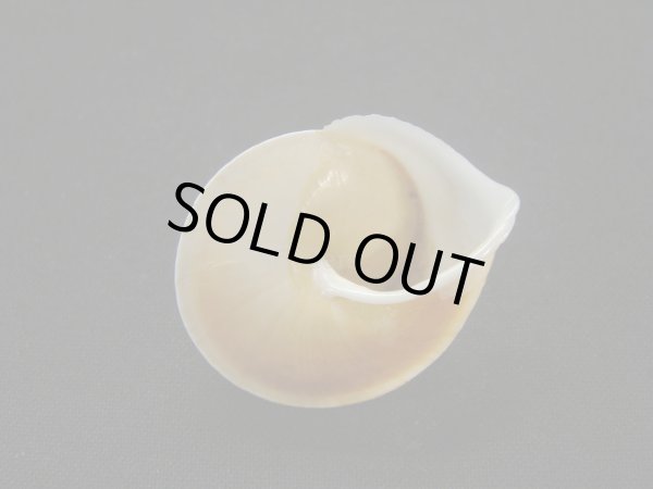 画像2: ウスバテイパプア シッピングダメージ (2)