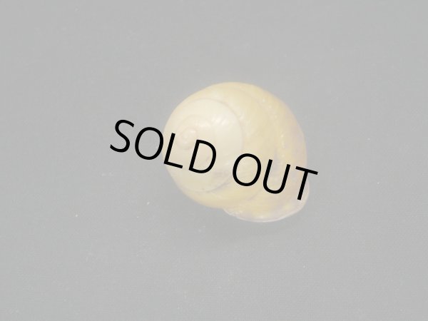 画像2: リリアンカスリマイマイ (2)