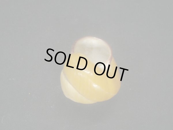 画像3: リリアンカスリマイマイ (3)