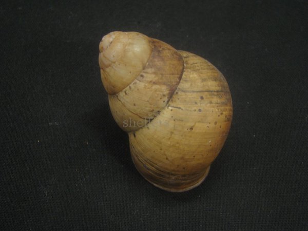 画像2: フクレゴシキマイマイ (2)